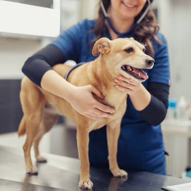 Pet health examination.png